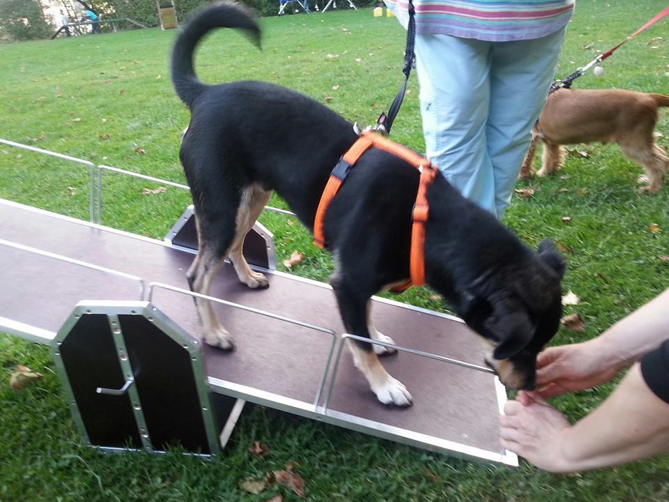 Welpenwippe für den Hundesport Verein in Berlin